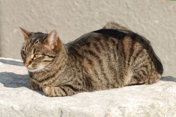 Katze Oder Katze Latis Silvestris Catus — Stockfoto