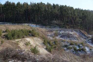 Kozalaklı ormanda kış günü