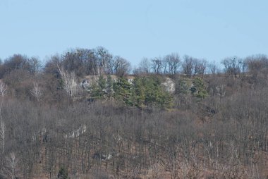 Kozalaklı ormanda kış günü