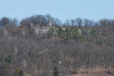 Kozalaklı ormanda kış günü