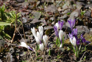 Bahar safranı (lat.crocus vernus))