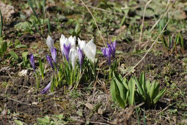 Bahar safranı (lat.crocus vernus))