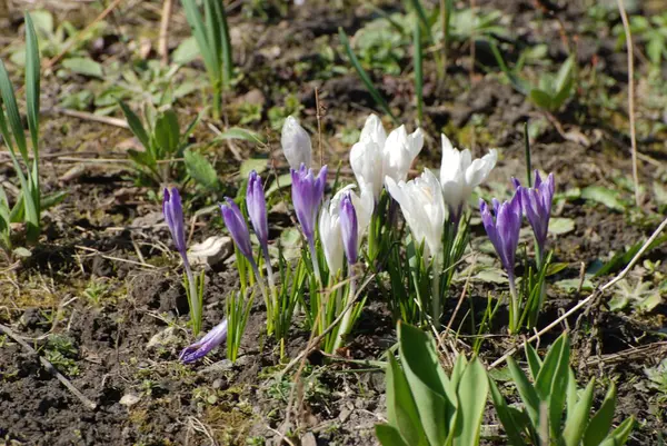 Bahar safranı (lat.crocus vernus))
