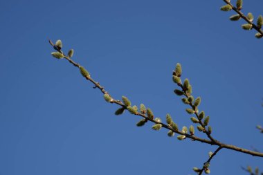 Willow (tükürük L.), stas. söğüt (vid prasl. jva)