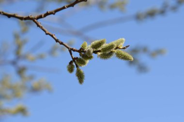 Willow (tükürük L.), stas. söğüt (vid prasl. jva)