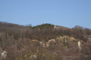 Kozalaklı ormanda kış günü