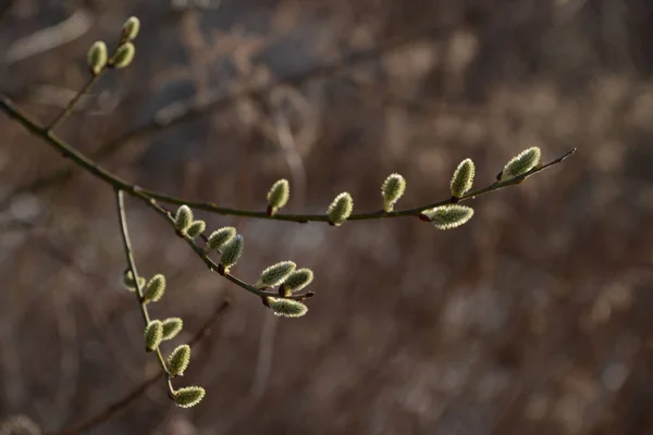Pilow Salix Stas Pilträd Vid Prasl Jva — Stockfoto