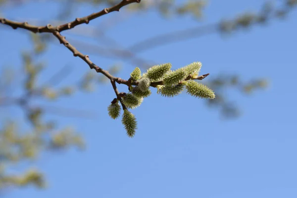 Willow Salix Stas Vid Prasl Jva — 图库照片