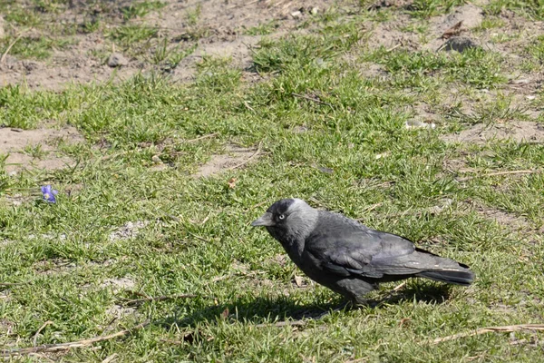 Corvus Monedula Eine Vogelart Der Gattung Haken — Stockfoto