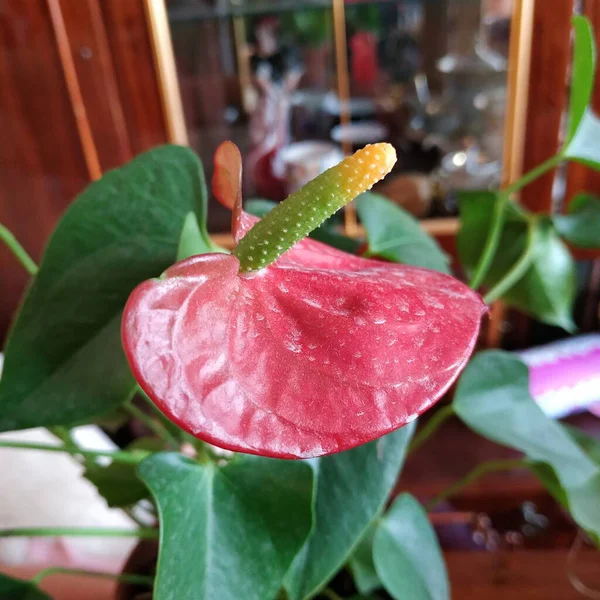 Anthurium Latince Anthrium Aroidler Araceae Familyasından Bir Bitki Familyası — Stok fotoğraf