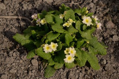 Çuha çiçeği veya çuha çiçeği (Primula)