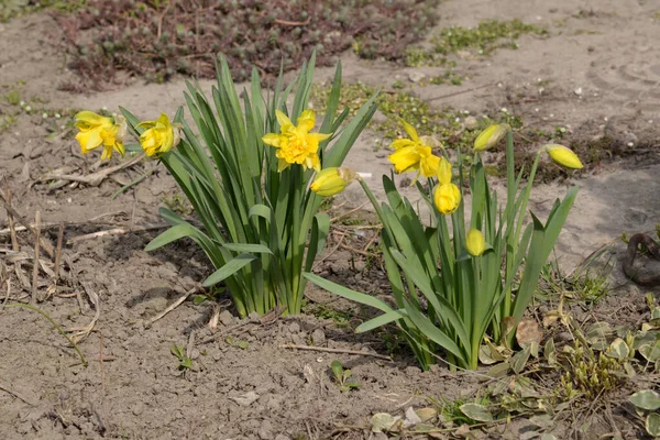 Narcissen Narcissen Markies Narcissen — Stockfoto