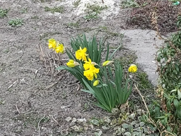 Narzissus Narzissus Marquis Narziss — Stockfoto