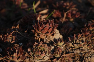 Genç (Latince. Sempervivum) - Crassulaceae familyasından sulu bir bitki cinsi..