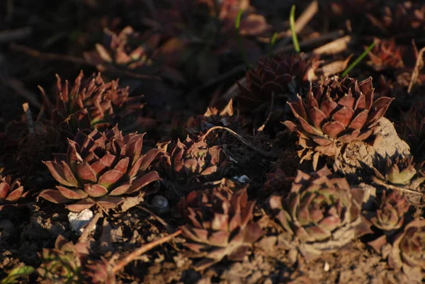 Young Latin Sempervivum Genus Succulent Plants Family Crassulaceae — Stock Photo, Image