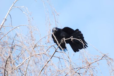 Çember, karga veya krukus (Corvus corax)