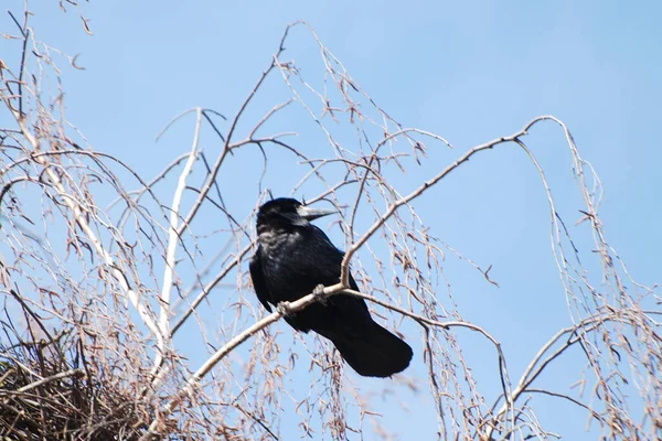 Круг Ворона Крокус Corvus Corax — стоковое фото