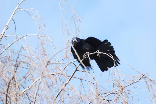 Círculo Cuervo Cocodrilo Corvus Corax —  Fotos de Stock