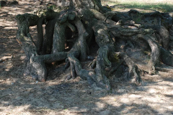 老松树的根 — 图库照片
