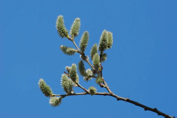 Willow Salix Stas 버드나무 Vid Prasl Jva — 스톡 사진