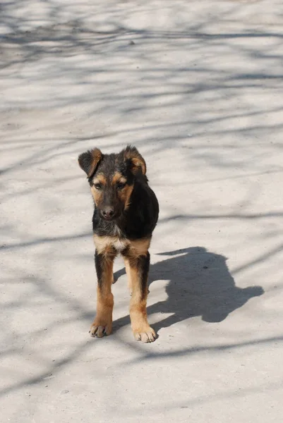 Honden Huisdieren Canis Lupus Familiaris Canis Familiaris — Stockfoto