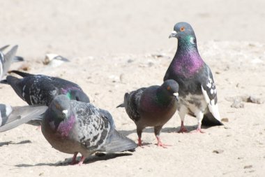 Güvercin (Columba) - güvercin ailesinden (Columbidae) bir kuş cinidir.)