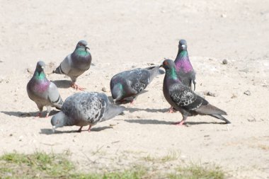 Güvercin (Columba) - güvercin ailesinden (Columbidae) bir kuş cinidir.)