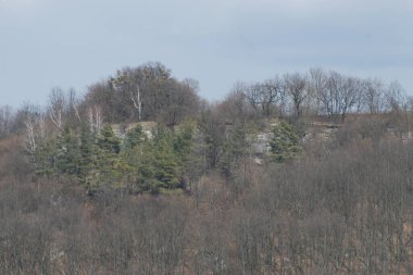 Kozalaklı ormanda kış günü