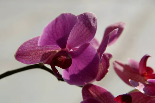 Zozuliantsev Vagy Orchidaceae Orchidaceae Lágyszárú Növények Évelő Szárazföldi Vagy Epifitikus — Stock Fotó