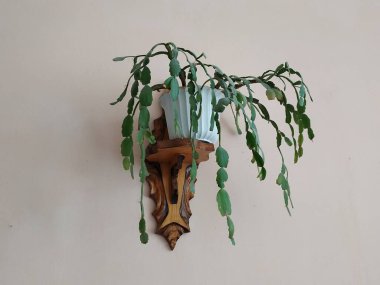 Schlumberger (Latince. Schlumbergera, Lemaire; eş anlamlılar: epiphyllum - Latince. Epiphyllum, Pfeiffer; Zygocactus - Zygocactus, Schumann; Epiphyllantus - Epiphyllanthus, Berger)