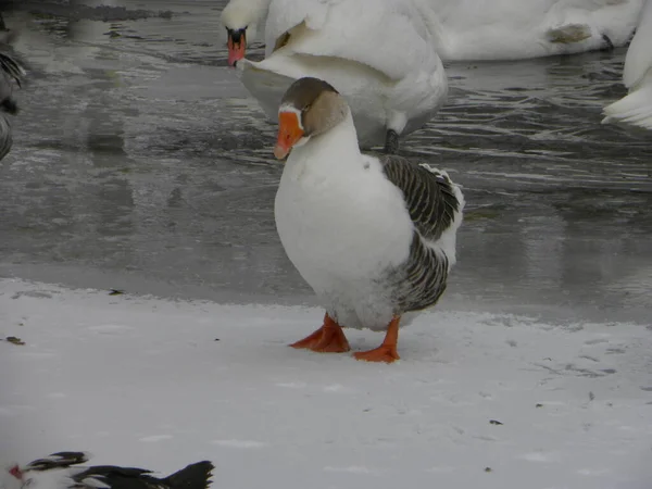 Gans Rockt Hensor Zum Falten — Stockfoto