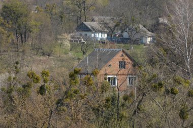 Bekarlık eski ormanda başlar.