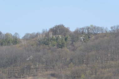 Kozalaklı ormanda kış günü