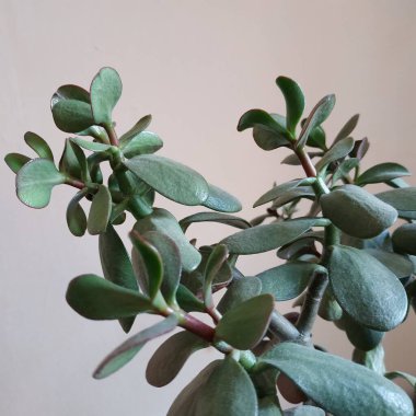 Şişman Adam, Şişman Adam veya Güzel (Crassula L.)