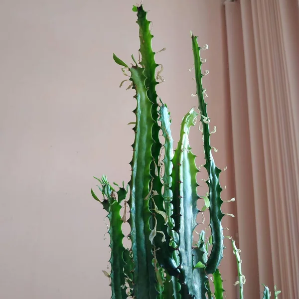 Kaktus Cactaceae Familjen Saftiga Växter Nejlika Caryophyllales — Stockfoto