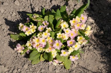 Çuha çiçeği veya çuha çiçeği (Primula)