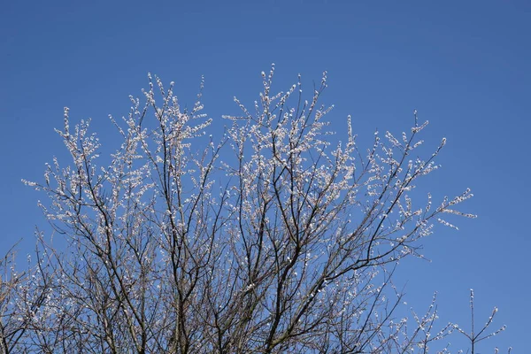 Meruňka Meruňka Pyl Moře Prunus Arméniaca Také Arménie Vulgaris — Stock fotografie