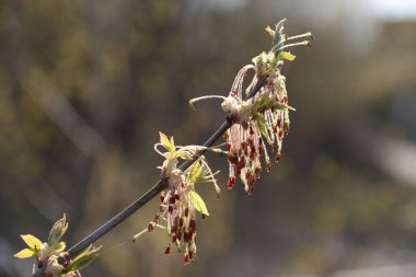 Acer negundo L. Maple