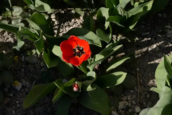 Tulipa Género Botânico Pertencente Família Lily — Fotografia de Stock