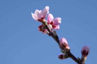 Prunus (Prunus persica), Pink ailesinin uzun ömürlü bitkilerindendir.