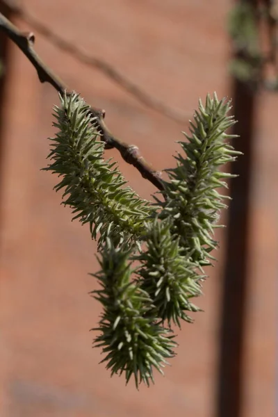 Γουίλοου Salix Stas Ιτιά Vid Prasl Ίβα — Φωτογραφία Αρχείου