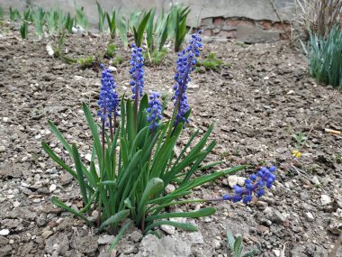 Sümbül (Yunanca:). , Hyacinthus)