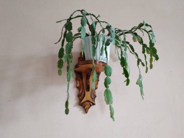 Schlumberger (Latince. Schlumbergera, Lemaire; eş anlamlılar: epiphyllum - Latince. Epiphyllum, Pfeiffer; Zygocactus - Zygocactus, Schumann; Epiphyllantus - Epiphyllanthus, Berger)