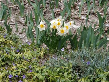 Narcissus, Narcissus, Marki (Narcissus)