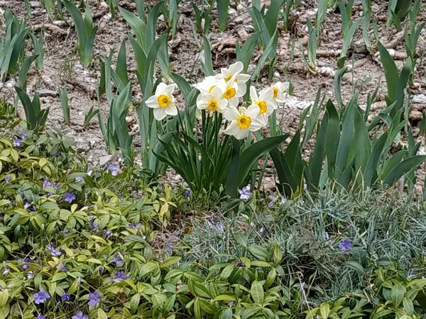 Narzissus Narzissus Marquis Narziss — Stockfoto