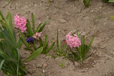 Hyacinth (lat.Hyacnthus) - Asparagaceae familyasından bir bitki cinsi.)