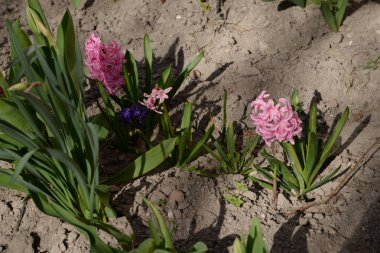 Hyacinth (lat.Hyacnthus) - Asparagaceae familyasından bir bitki cinsi.)