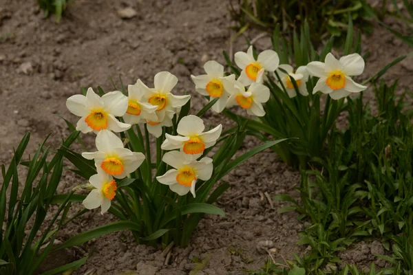 Narcissus Narcissus Marki Narcissus — Stok fotoğraf