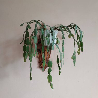 Schlumberger (Latince. Schlumbergera, Lemaire; eş anlamlılar: epiphyllum - Latince. Epiphyllum, Pfeiffer; Zygocactus - Zygocactus, Schumann; Epiphyllantus - Epiphyllanthus, Berger)