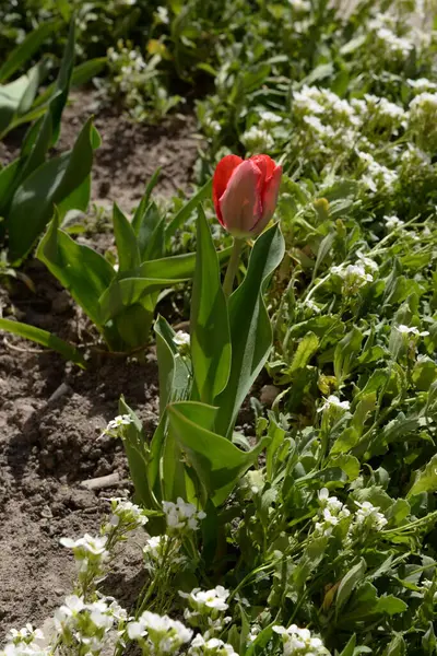 Tulpen Sind Eine Mehrjährige Pflanzengattung Aus Der Familie Der Liliengewächse — Stockfoto